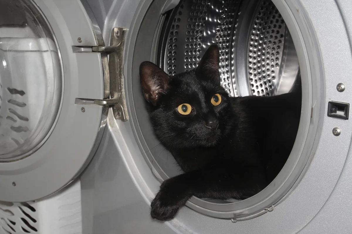 Gevaren voor katten in huis wasmachine en andere risico's