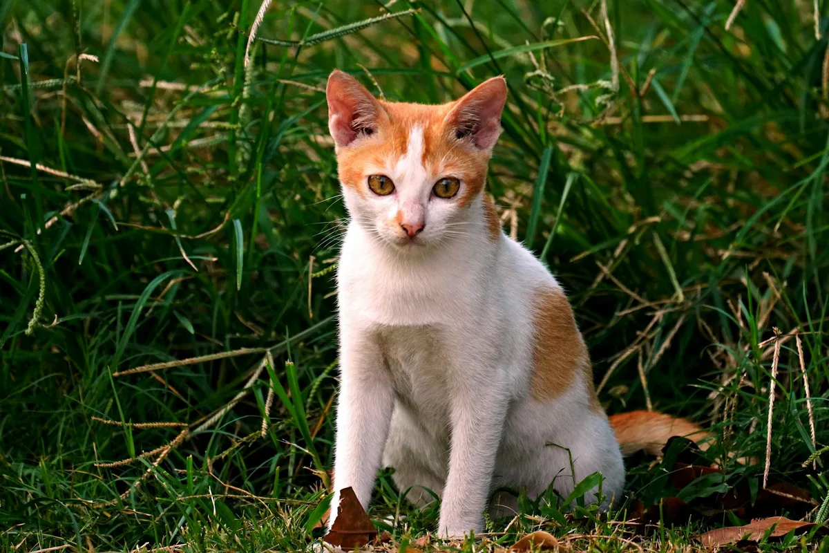 Kat in een veilige en groene tuin