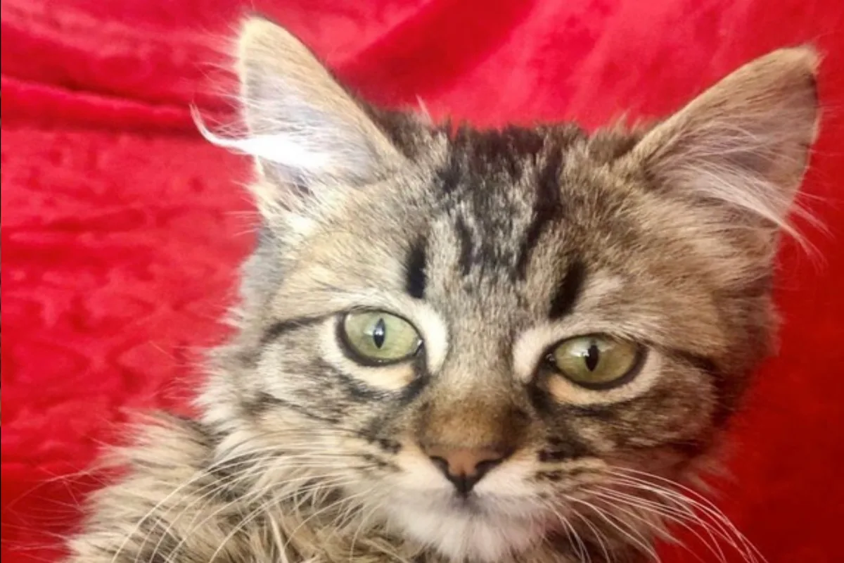 Katje Lee uit Peru dat door GAIA wordt verdedigd