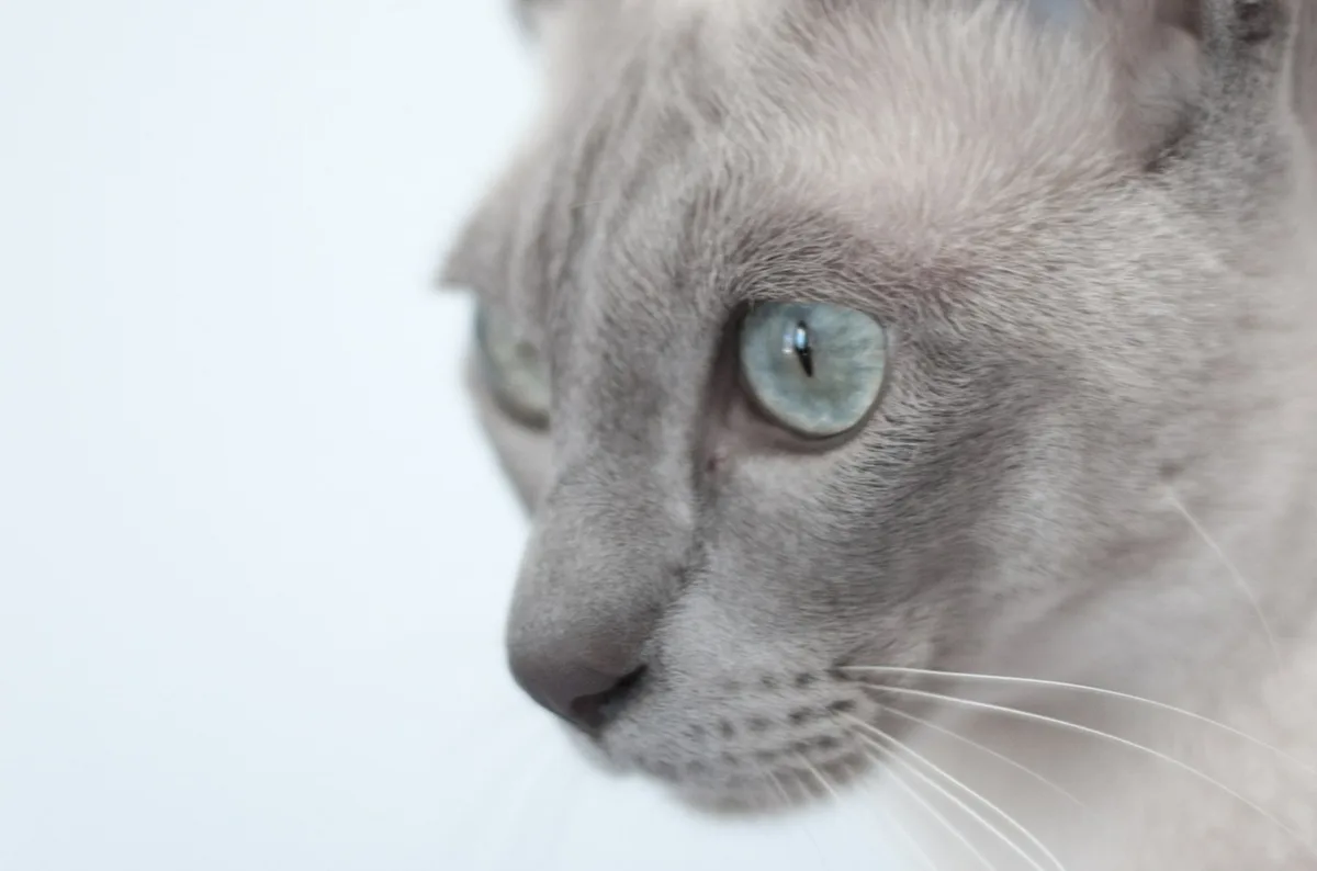 rustend van de Tonkanees