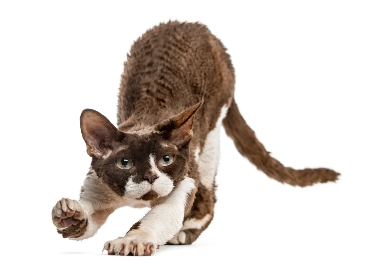 Cornish Rex alert