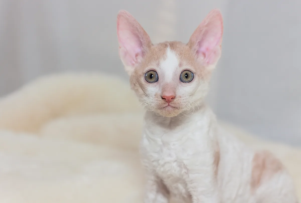Cornish Rex