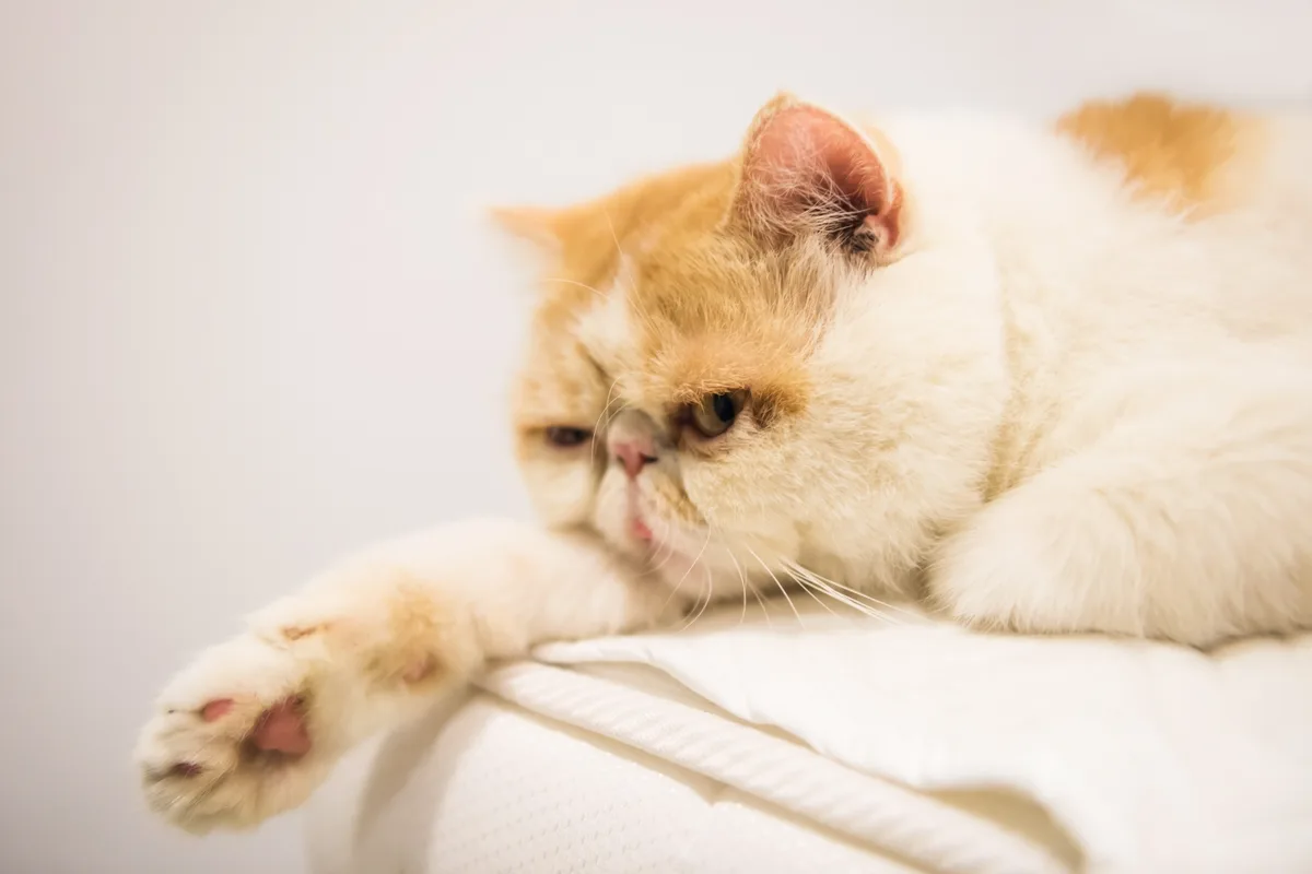 rustend van de Exotic Shorthair