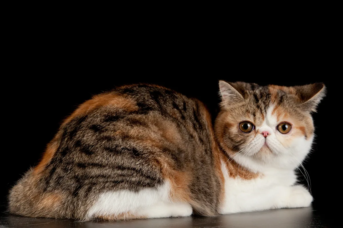 Exotic Shorthair