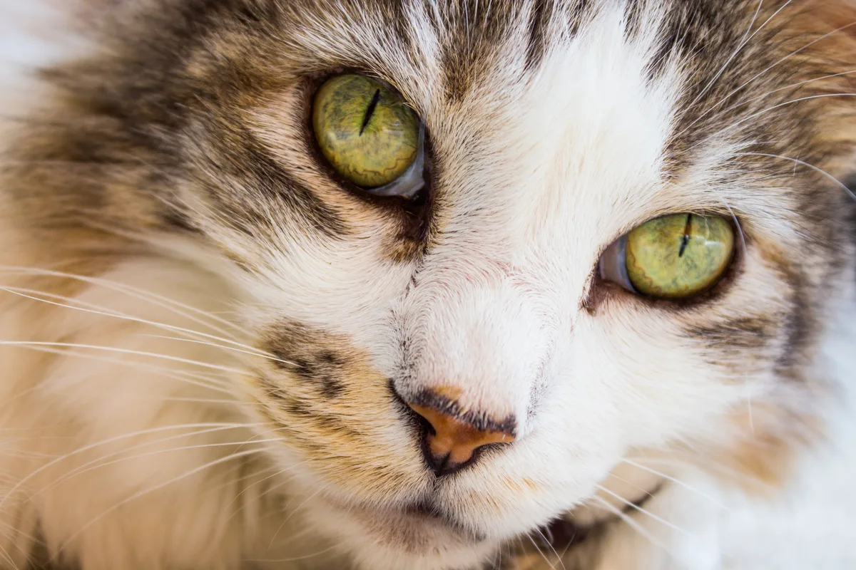 Pixie-Bob: de huiskat met een wilde uitstraling