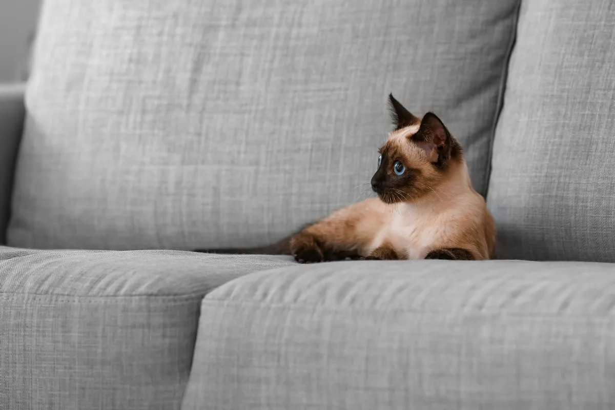 Thaise kat: de spraakzame schoonheid uit het oude Siam