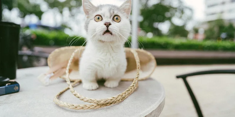 Grappige kat - welk kattenkarakter heb jij
