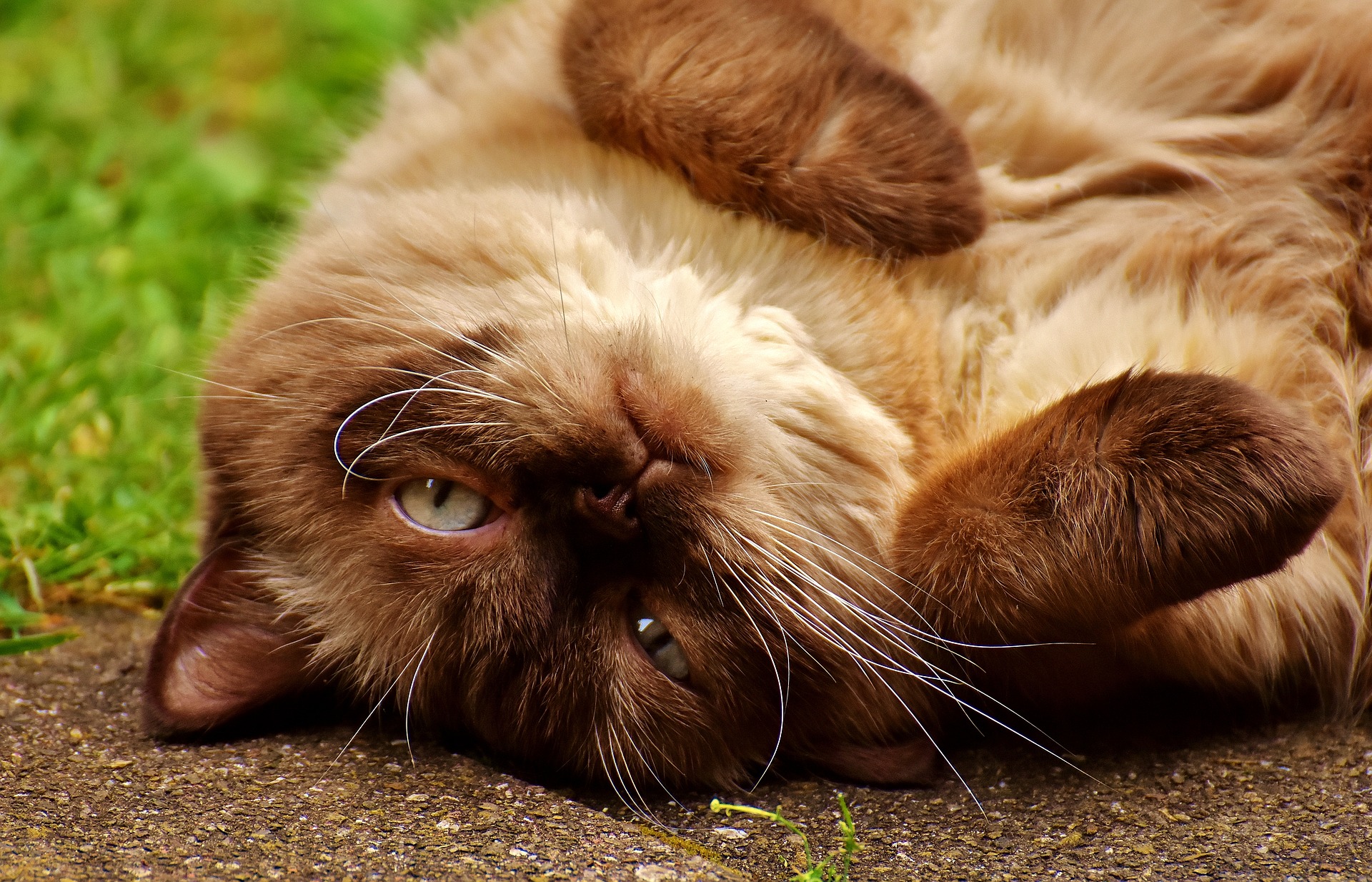 gijzelaar holte Familielid Brits Korthaar - Alles over kattenrassen - De Nieuwe kat