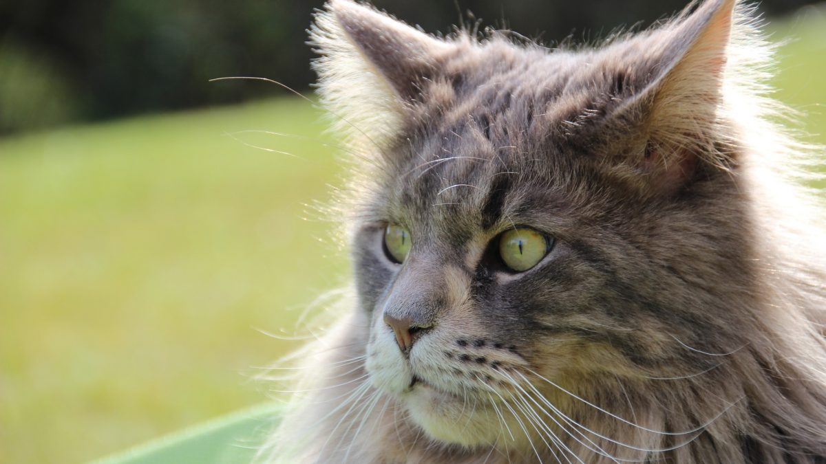 Maine-Coon