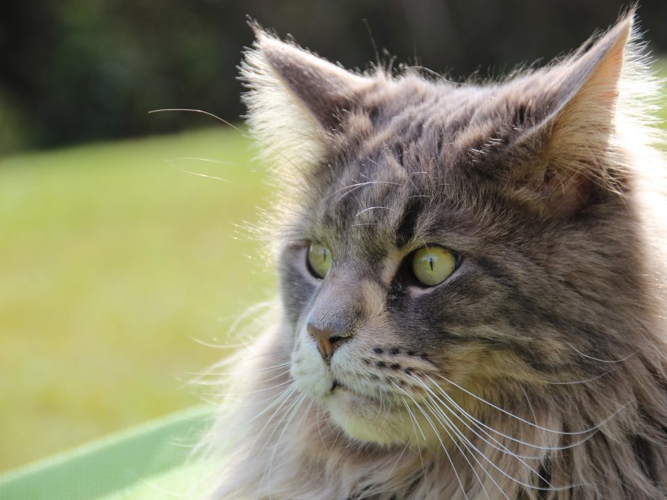 Maine-Coon