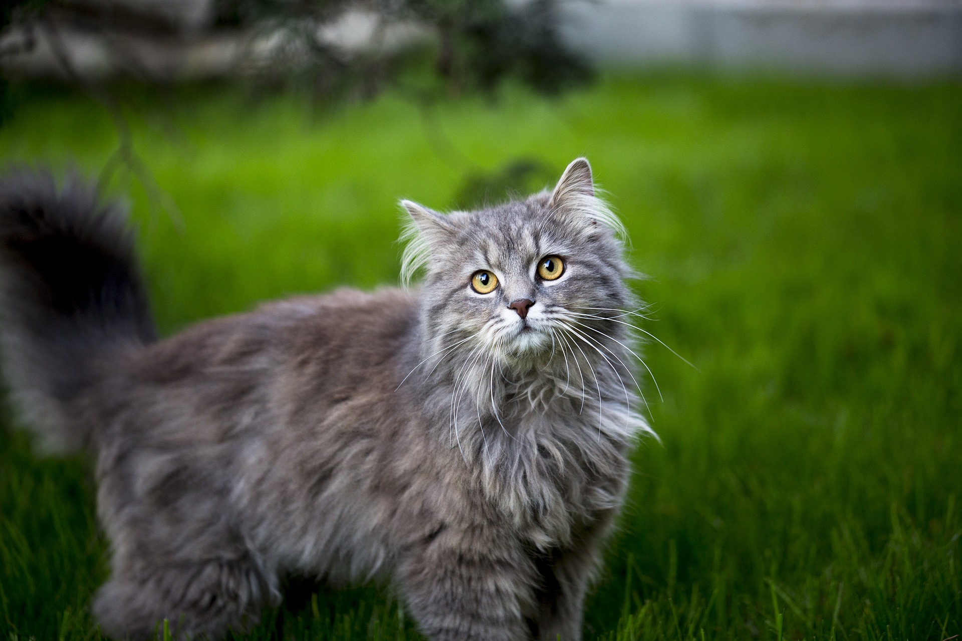 Maine Coon kitten