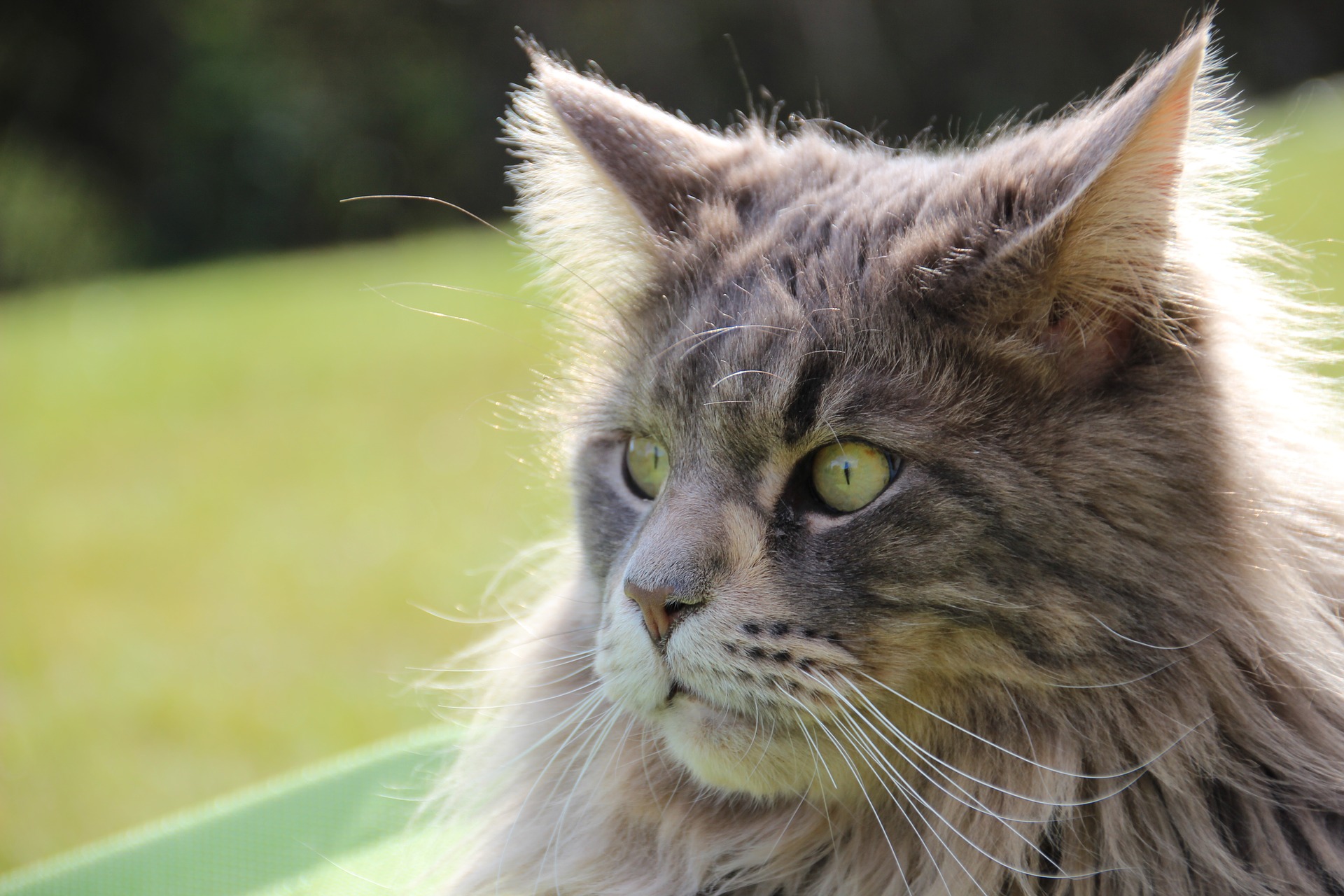 verschijnen bord Veronderstellen Maine Coon - Alles over kattenrassen - De Nieuwe kat