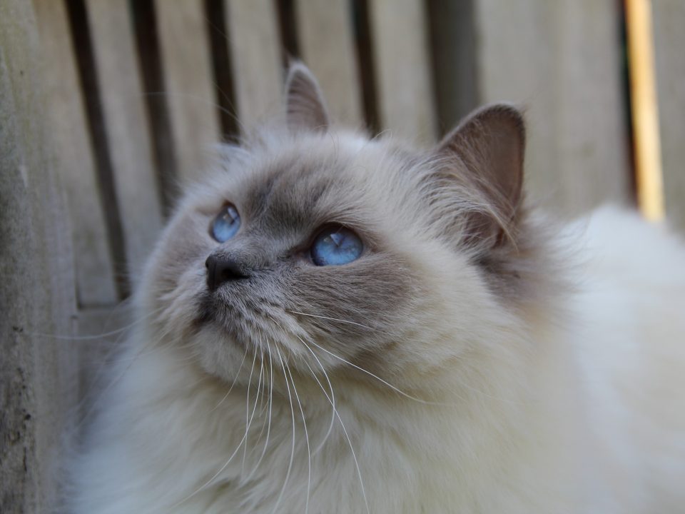 Ragdoll