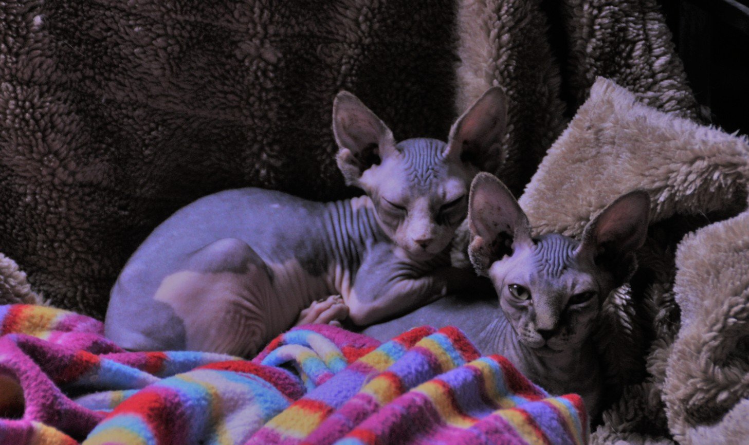 Sphynx kat