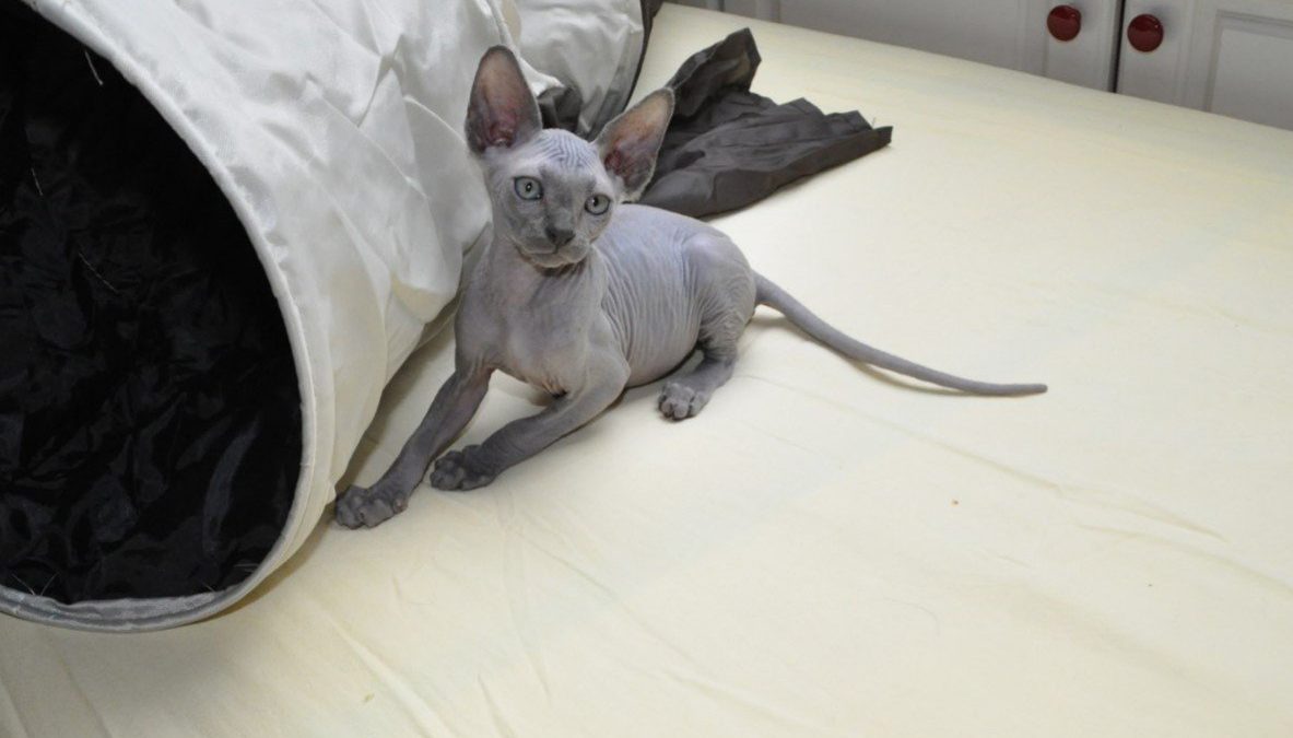 Sphynx-of-naaktkat