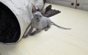 Sphynx-of-naaktkat