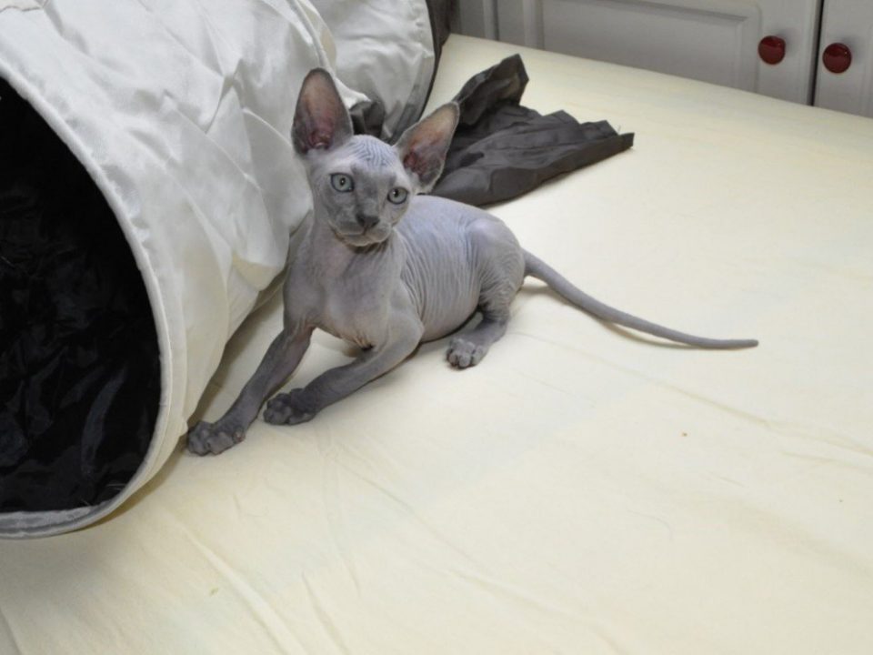 Sphynx-of-naaktkat