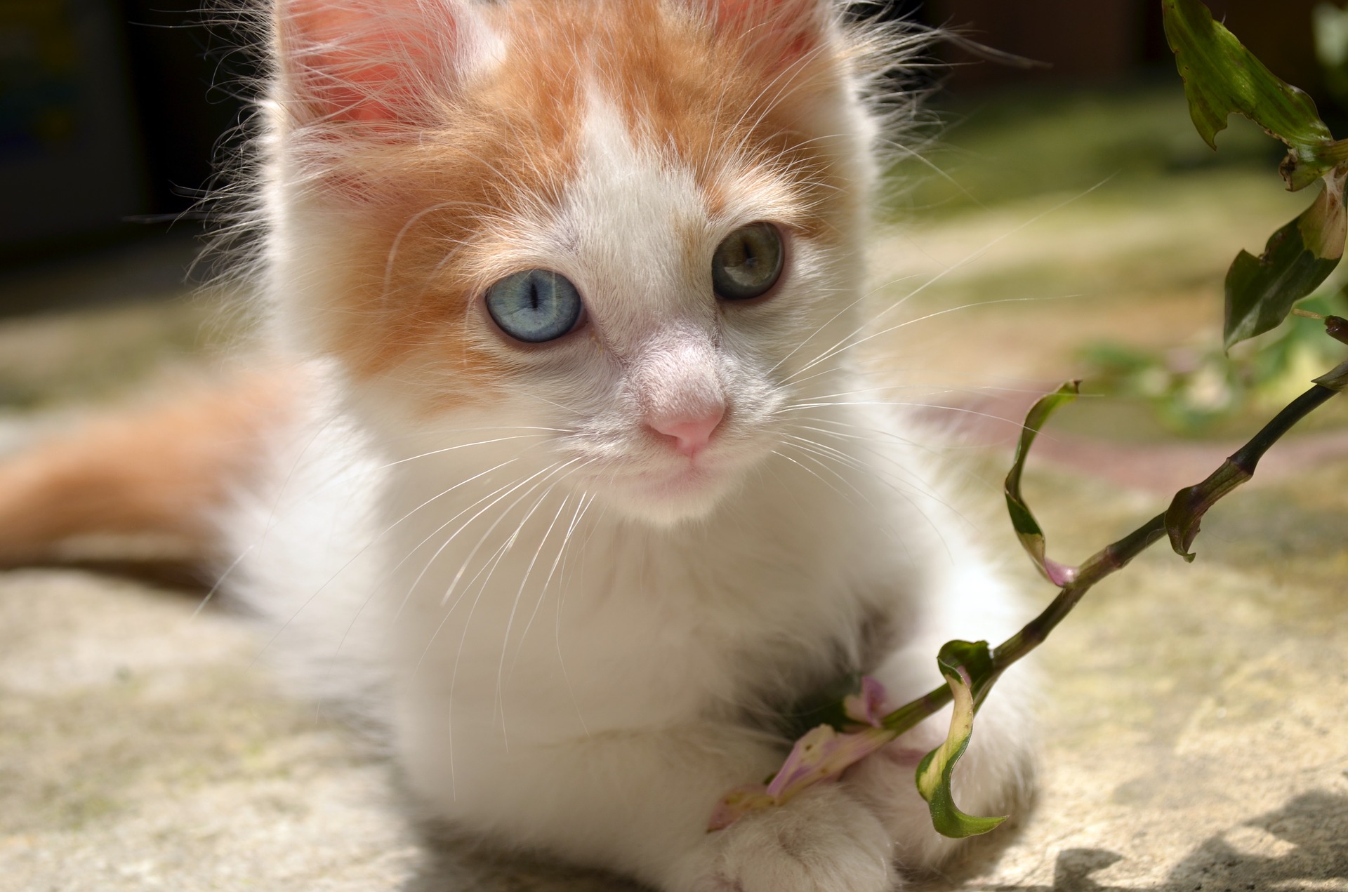 huid Omtrek Vernederen Turkse Van - Alles over kattenrassen - De Nieuwe kat