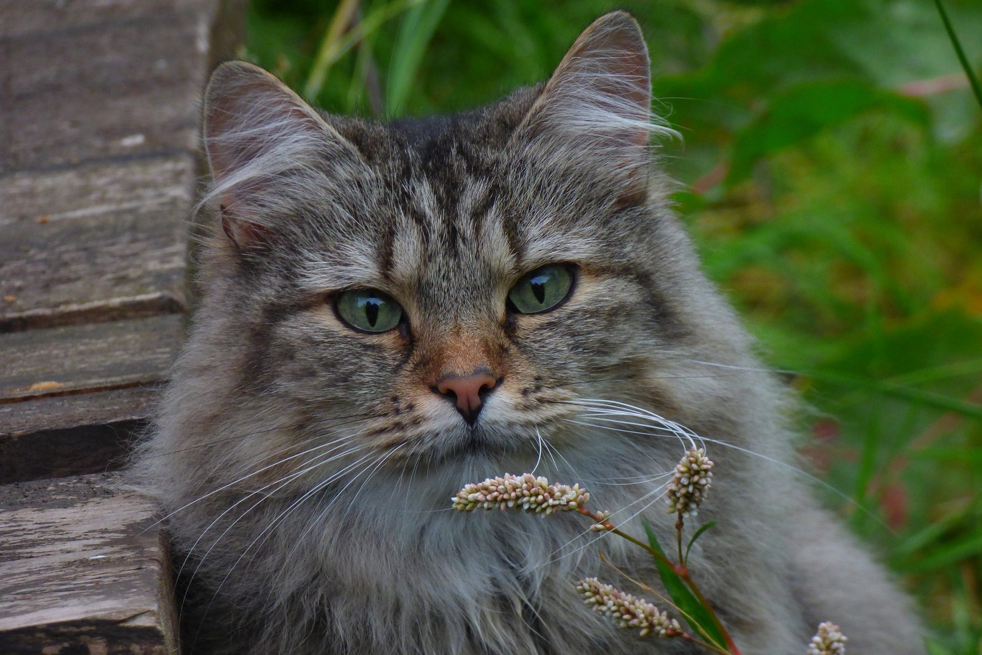 Noorse Boskat wat moet je weten over dit kattenras