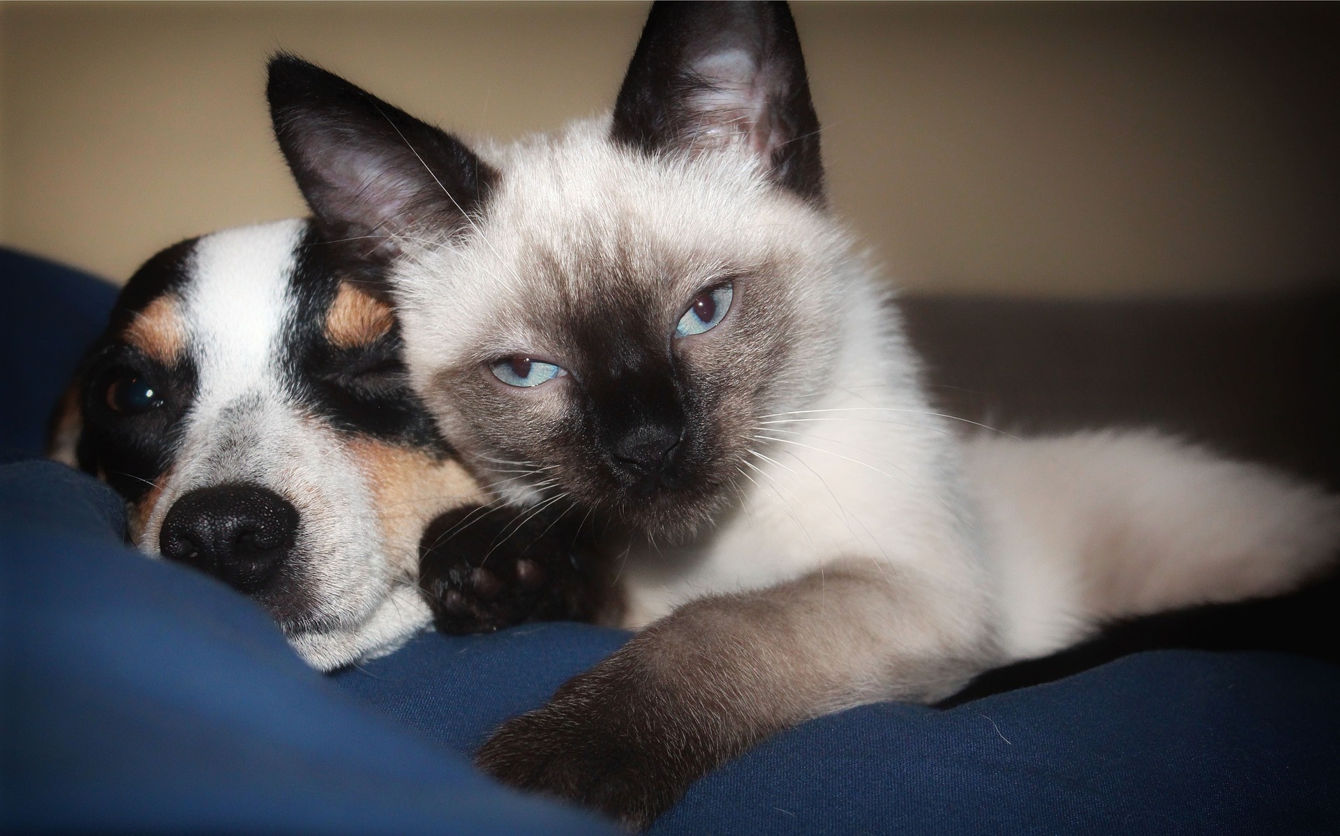 siamees de hond onder de katten