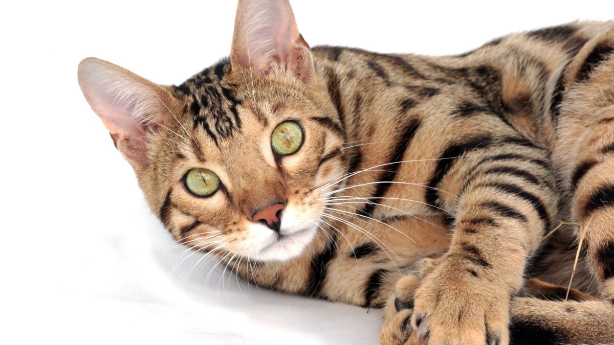 toyger alle kattenrassen