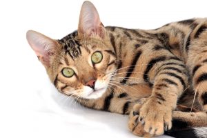 toyger alle kattenrassen