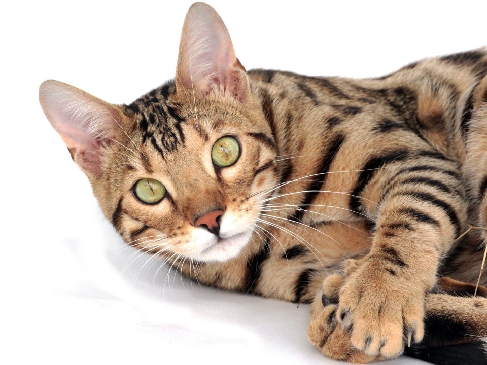 toyger alle kattenrassen