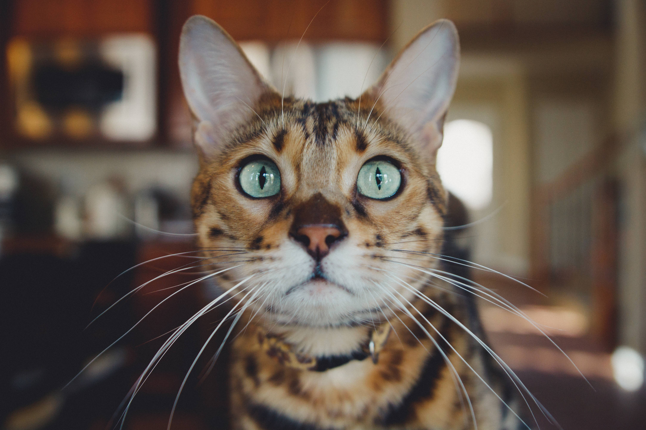 toyger kattenras