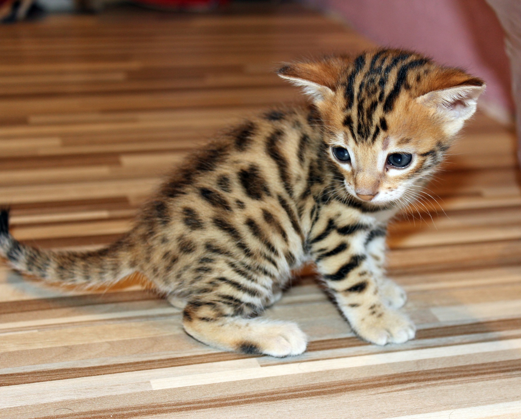 voorzien roltrap Merg Toyger - Alles over kattenrassen - De Nieuwe kat