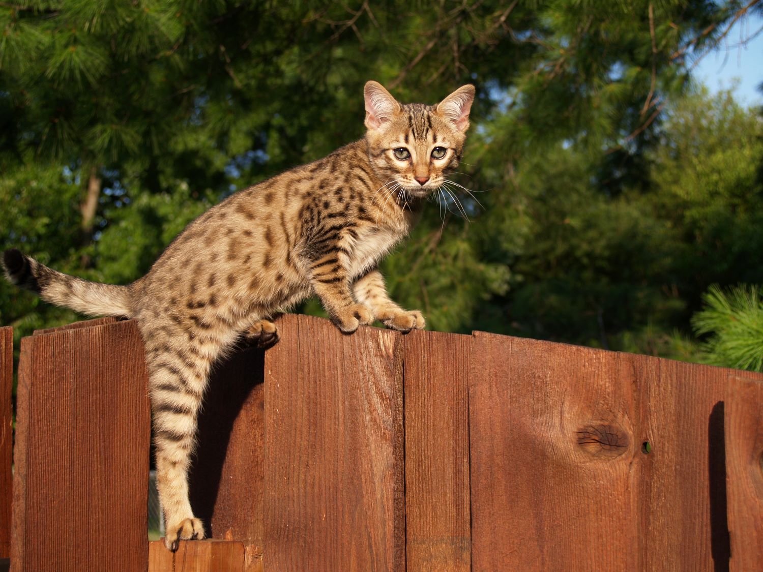 Cheetoh Alles Over Kattenrassen En Kittens De Nieuwe Kat