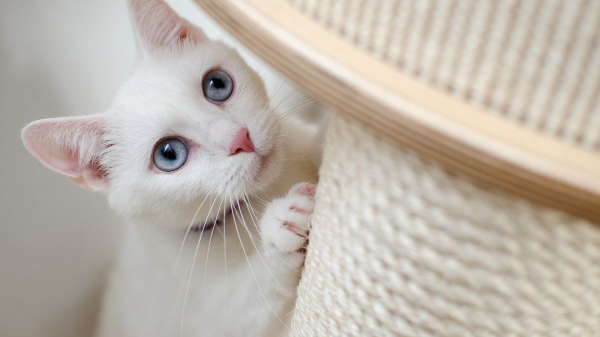 Maladroit gordijn Krimpen De leefomgeving van een kat - Alles over katten - De Nieuwe kat