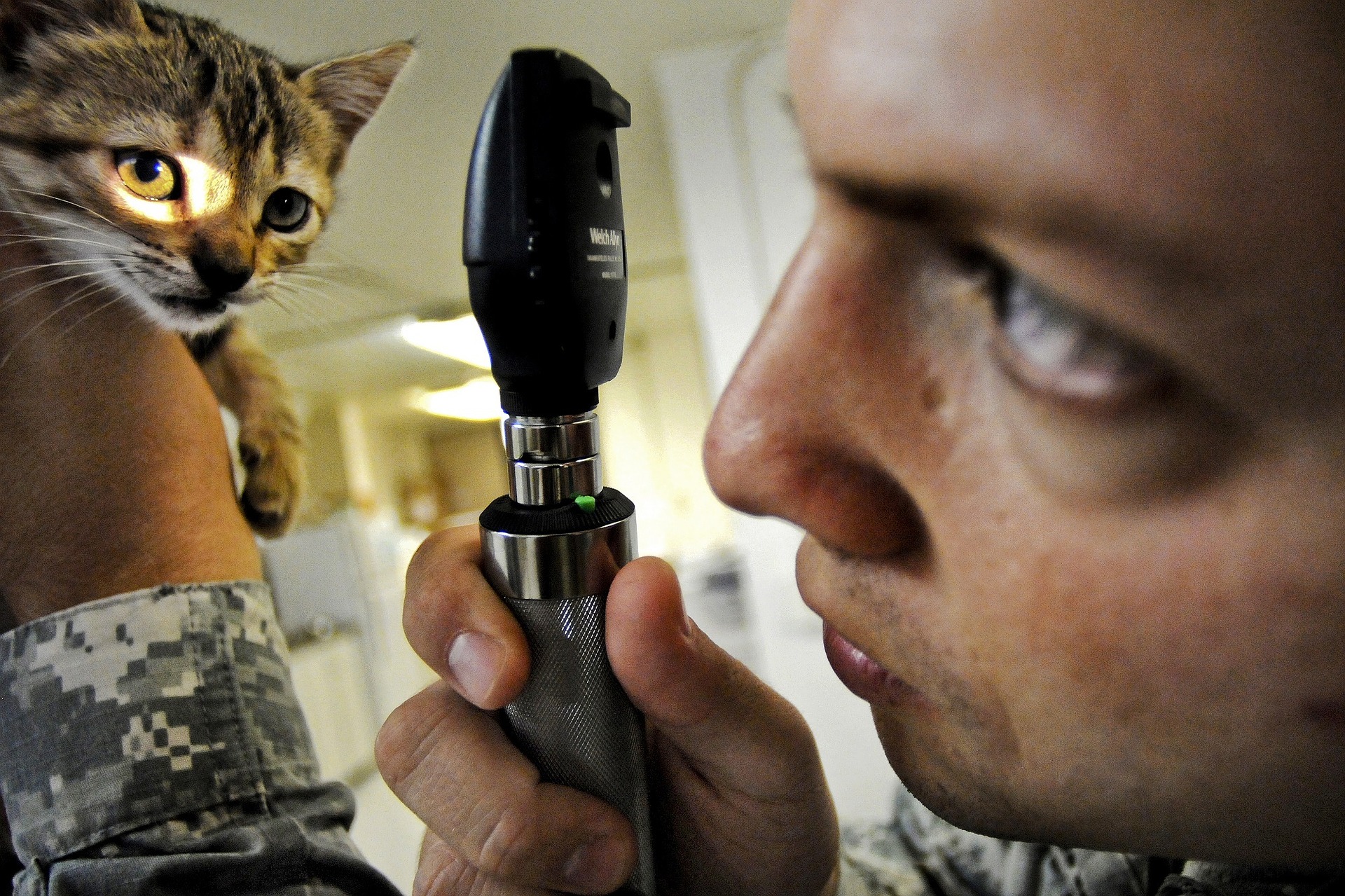 Gezondheid van de kat - een dierenarts uitkiezen