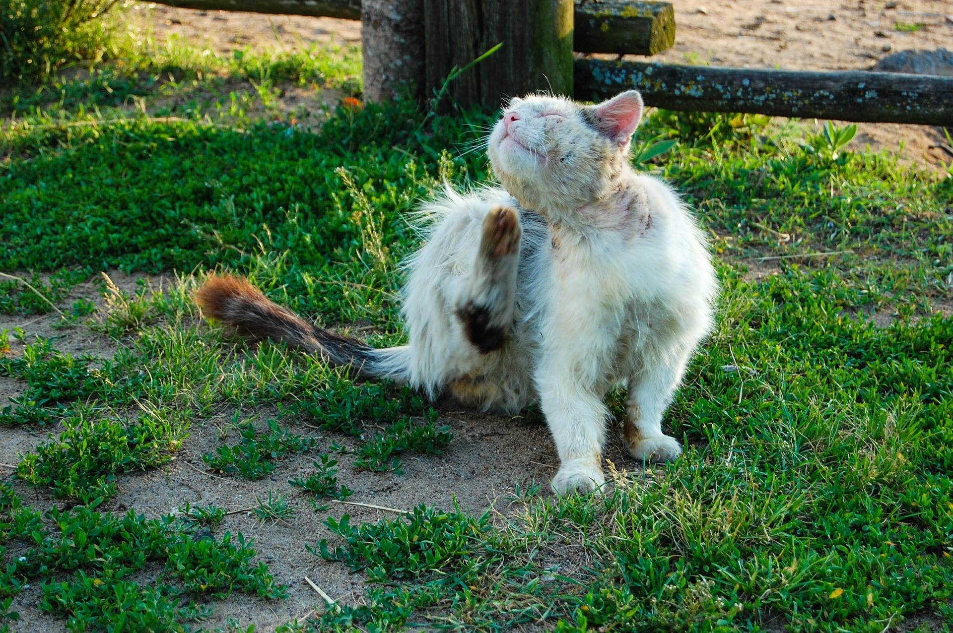 Kattenziektes voorkomen en behandelen De Nieuwe kat