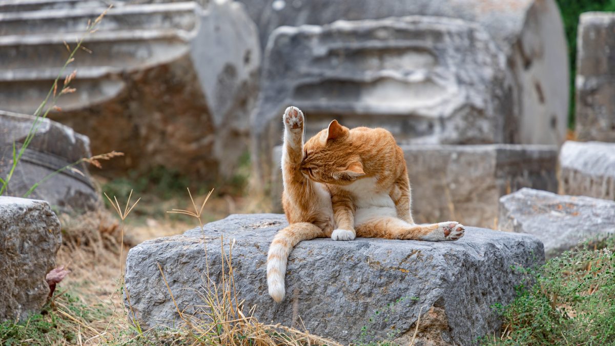 Vachtverzorging bij de kat