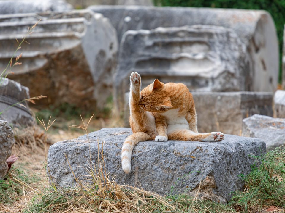 Vachtverzorging bij de kat