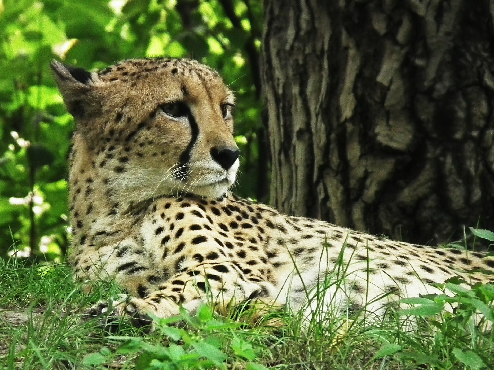 Cheetah - Geschiedenis van de kat