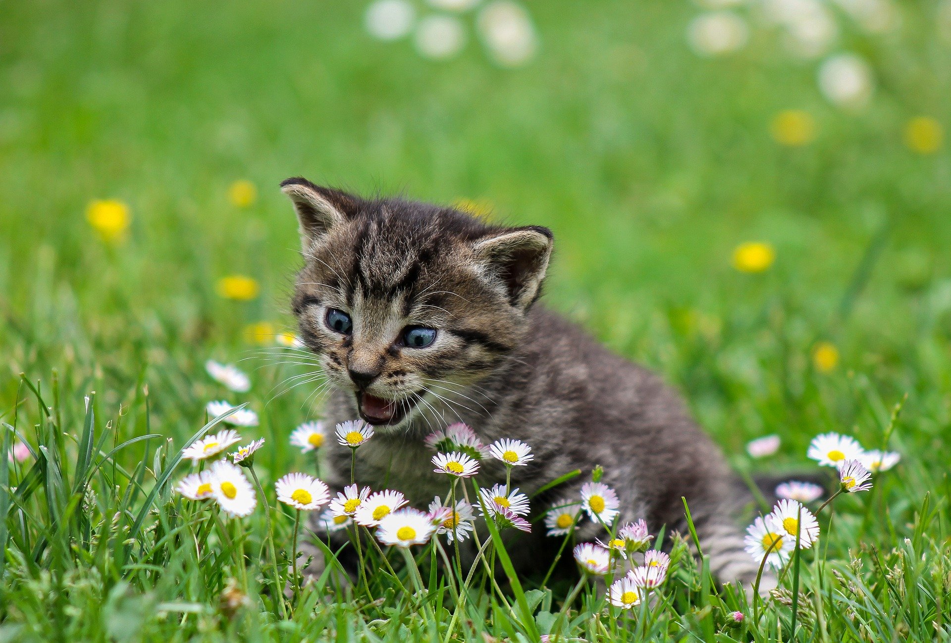 gedrag en de intelligentie van de kat