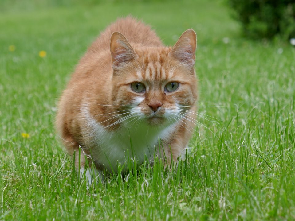 gedrag van de kat