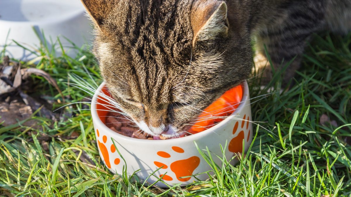 voeden van kat