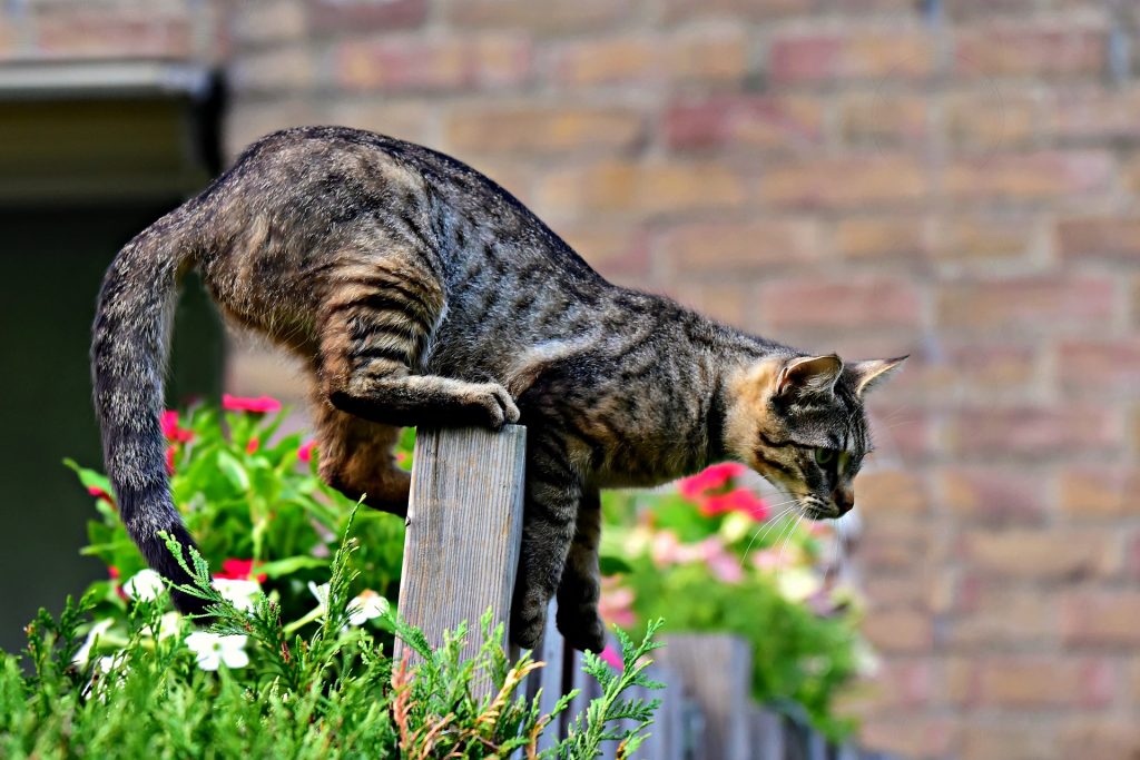 Bediening mogelijk andere verzekering Zorgen voor een kat - Gevaarlijke situaties - De Nieuwe kat