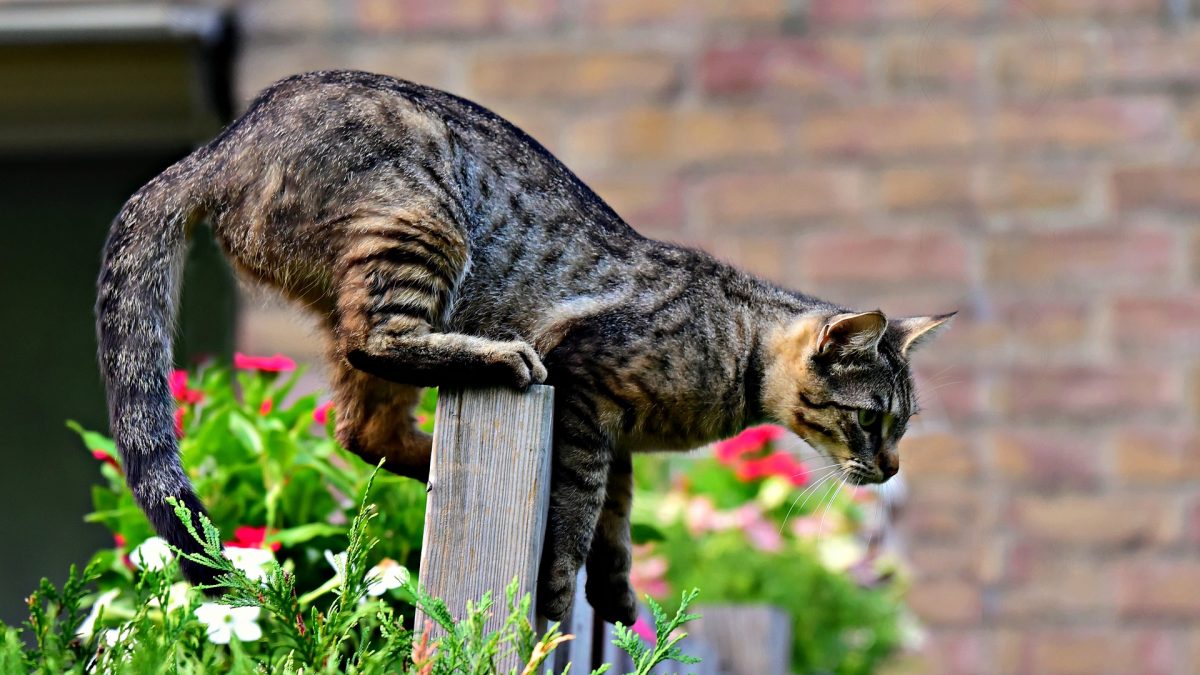 zorgen voor een kat - gevaar in huis en tuin
