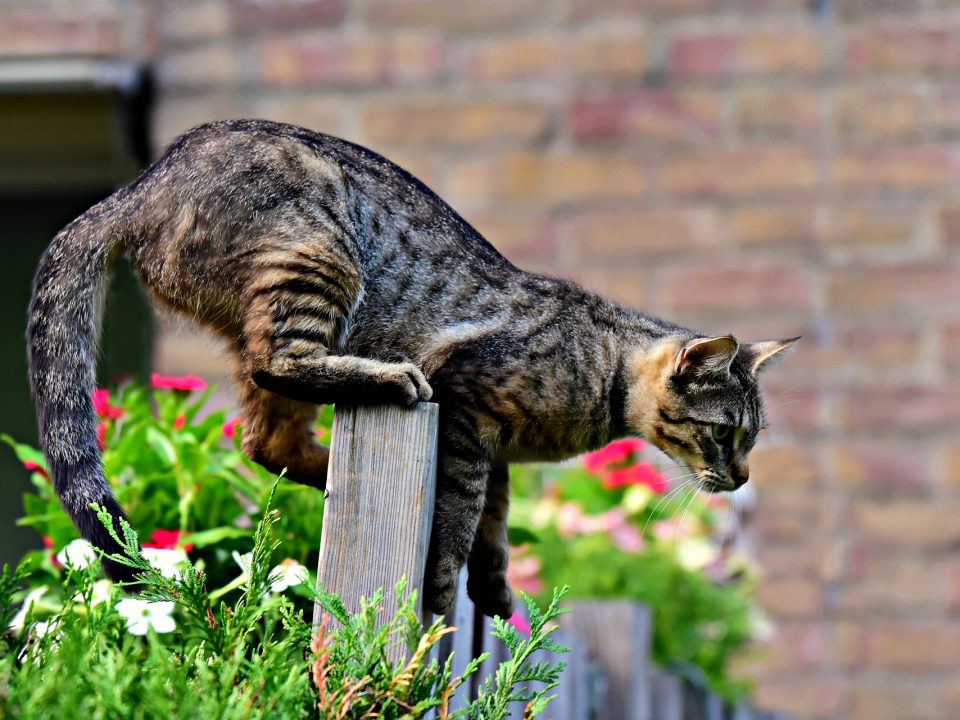 zorgen voor een kat - gevaar in huis en tuin