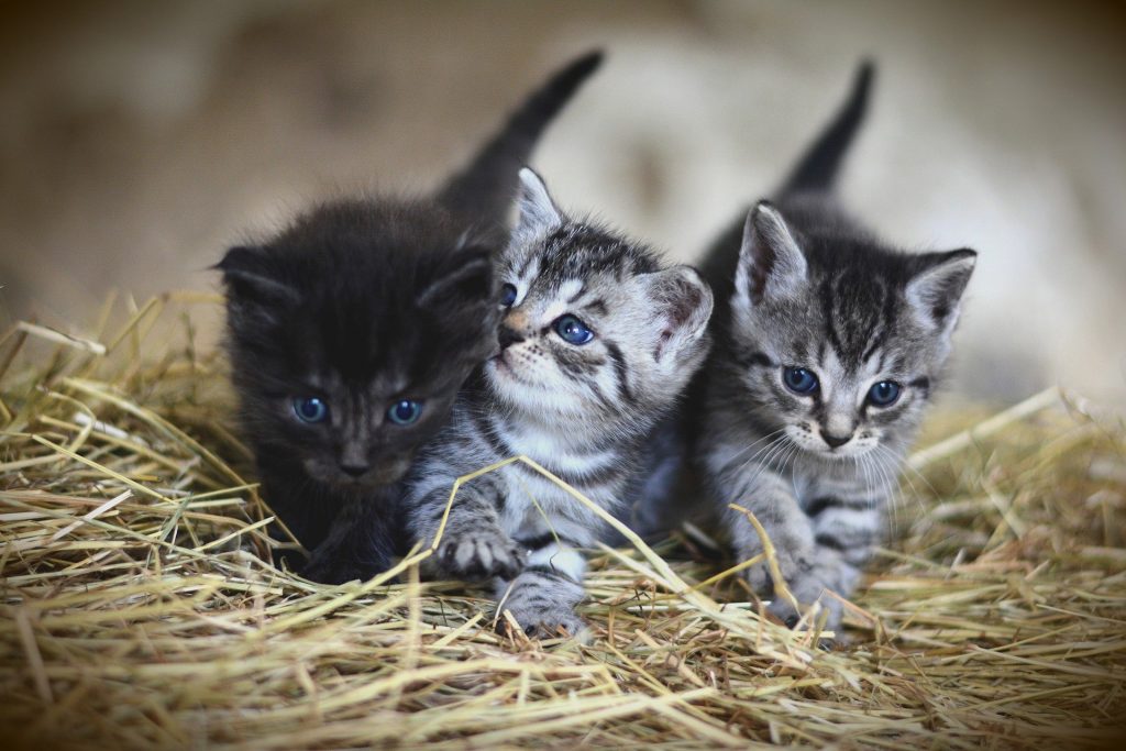 bak Durf Wat leuk De aanschaf van je eerste kat - Alles over kattenrassen - De Nieuwe kat