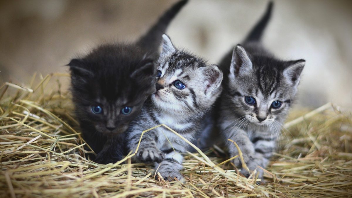 bak Durf Wat leuk De aanschaf van je eerste kat - Alles over kattenrassen - De Nieuwe kat