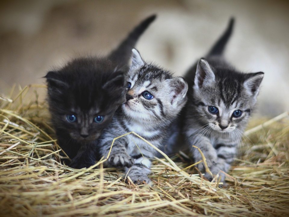 De aanschaf van je eerste kat