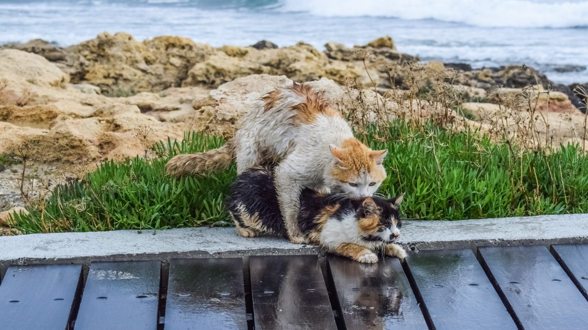 De paring bij katten