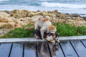 De paring bij katten