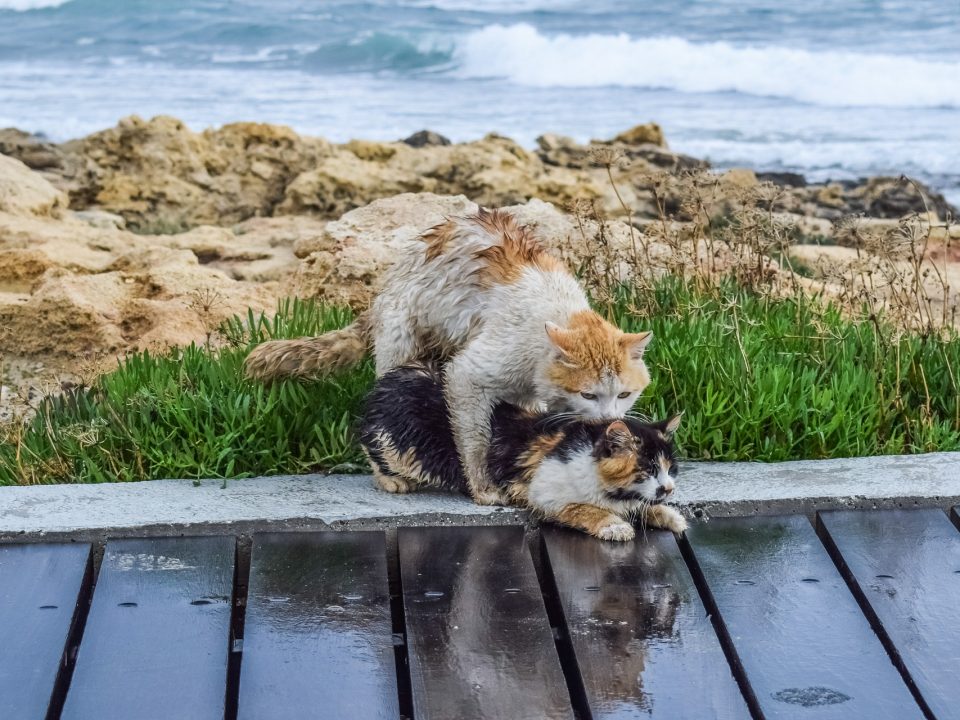 De paring bij katten