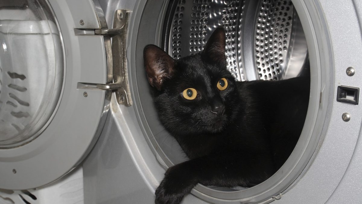 Gevaarlijk voor katten is een wasmachine