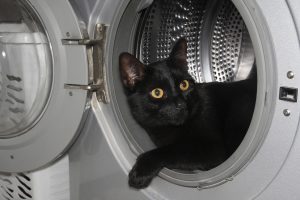 Gevaarlijk voor katten is een wasmachine